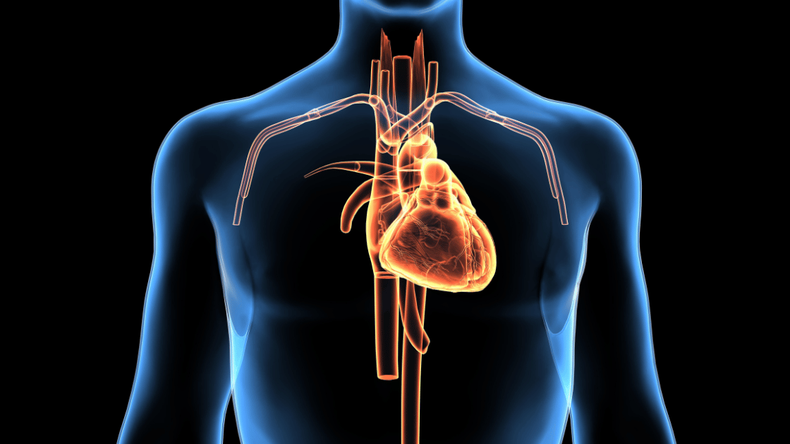 Detailed anatomical illustration of human heart showing cardiac structure for heart health screening education in Singapore