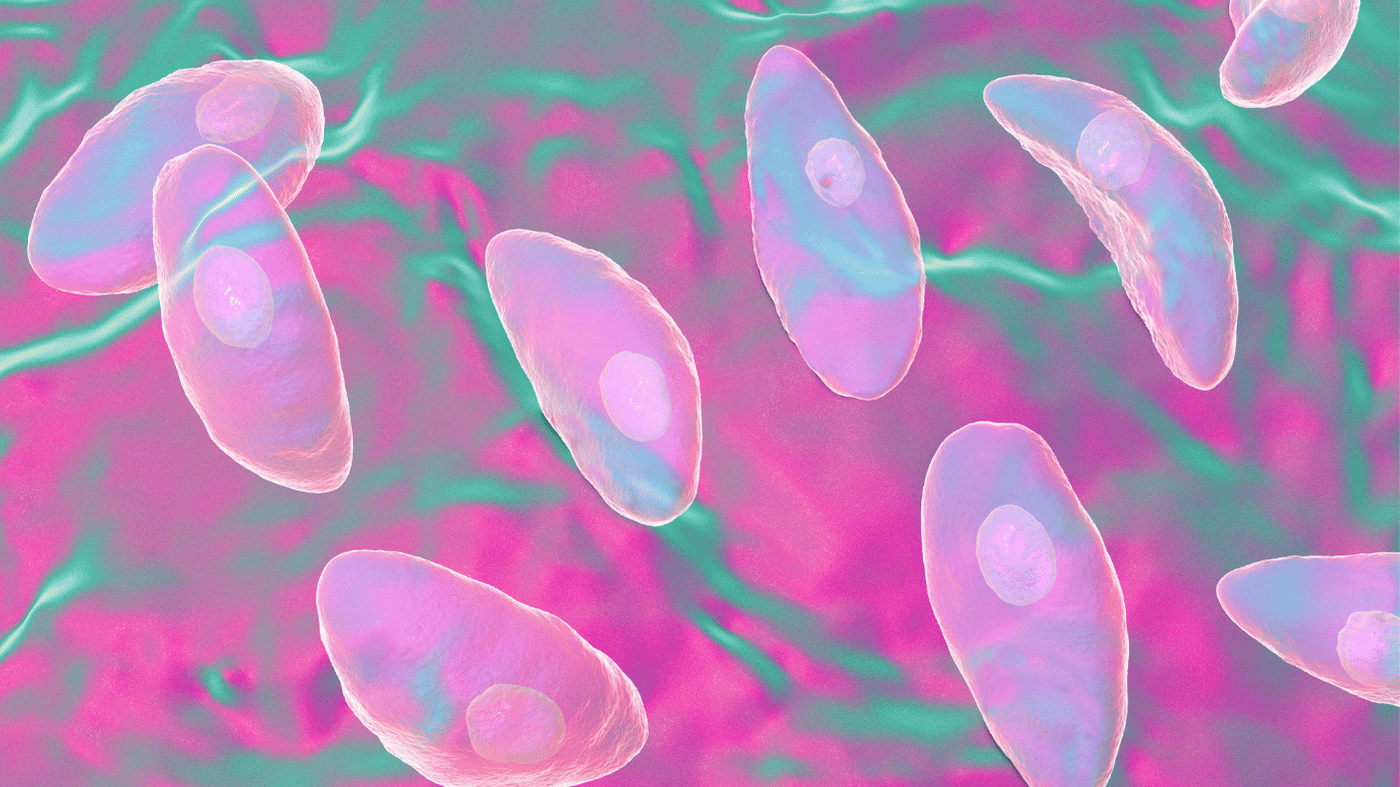 Microscopic illustration of Trichomonas vaginalis parasite, representing trichomoniasis symptoms and testing at HOP Medical Centre